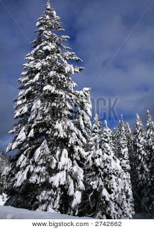 Alberi 5 coperta di neve
