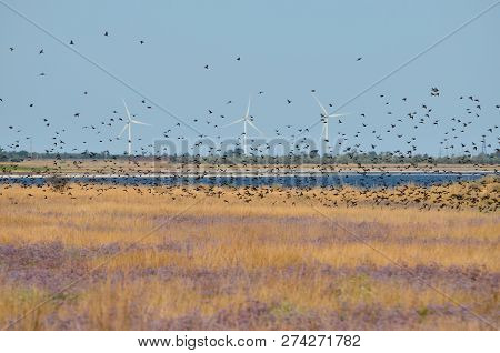 A Flock Of Starlings. Kherson Region, Ukraine.