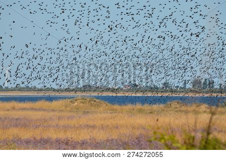 A Large Flock Of Starlings Flying Over The Lake. Kherson Region, Ukraine.