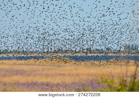 A Flock Of Starlings Flying In The Sky. Kherson Region, Ukraine.