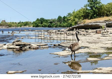Horizontal Of A Goose Walking Along The Shore Of The Ottawa River On A Beautiful Sunny Day