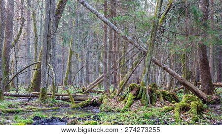 Springtime Morning In Forest