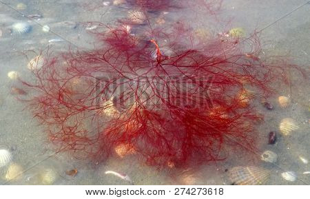 Red Algae Polisifoniya Frozen In The Ice