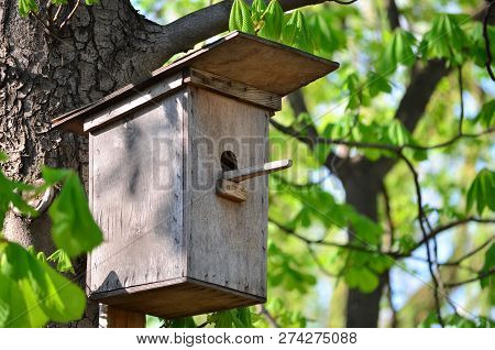 Nestbox. Birdhouse On A Tree In The Park.