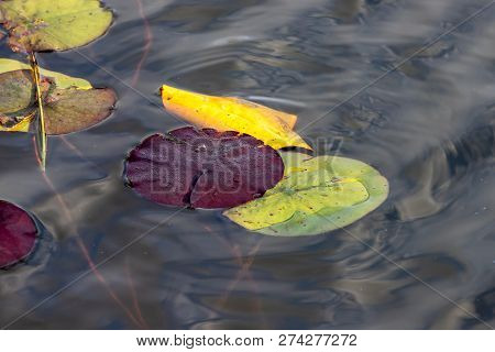 Horizontal Of Colorful Water Lillies Floating In The Lake At Angringnon Park, Lasalle, Quebec, On A 