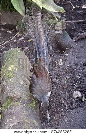 This Is A Picture From Above Showing The Lyre Bird Digging For Food