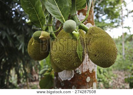 Growing Jack Fruit Or Bread Tree. Green Forest.