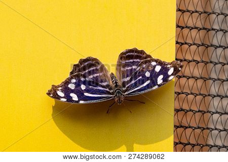 Blue Wave Butterfly On A Yellow Background.