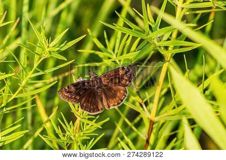 Brown Skipper Butterfly On Green Plant In Forest.