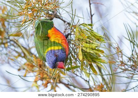 Rainbow Lorikeet perching up side down on tree in Western Australia (Trichoglossus haematodus) 