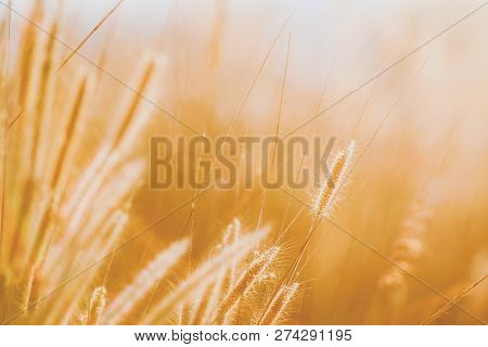 Golden Grass Flower, Focus Shoot At Grass Flower