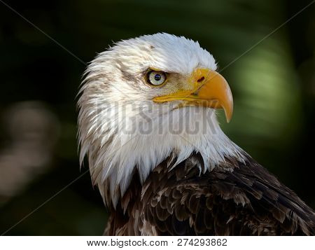 The Bald Eagle (Haliaeetus leucocephalus) portrait