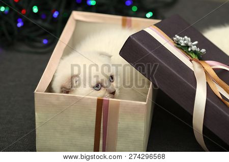 White Little Scared Kitten In A Gift Box Against A Bokeh Background. A Kayk Looks To The Side. Side 