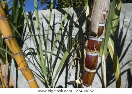 Zucchero di canna a Belo Horizonte, Brasile