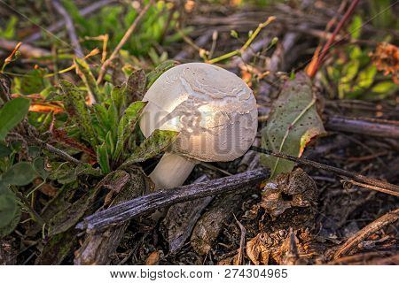 Forest Champignon On A Blurred Background Close-up