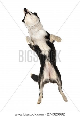 Yakutian Laika In Front Of White Background