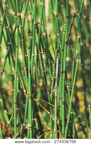 Horsetail Grass Grow In Sunlight. Jointed Stems Of Puzzletail Grass Close Up. Green Equisetum In Sun