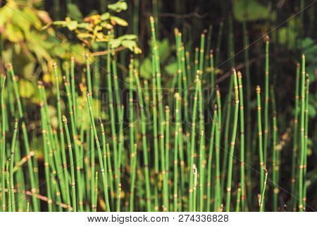 Horsetail Grass Grow In Sunlight. Jointed Stems Of Puzzletail Grass Close Up. Green Equisetum In Sun