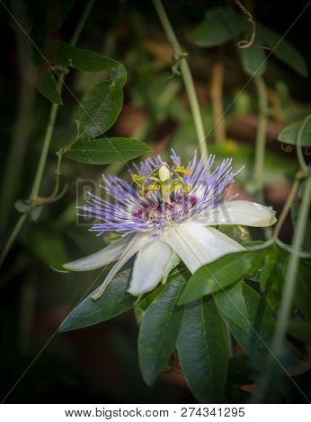 Macro Photo Of Alient Exotic Flower Passiflora Incarnata