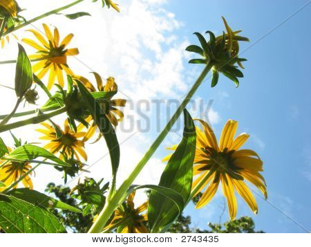 Black Eyed Susan a obloha