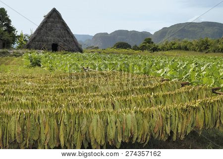 Tobacco Field With Drying And Growing Tabacco And At The Background A Drying House Near Vinales Vall