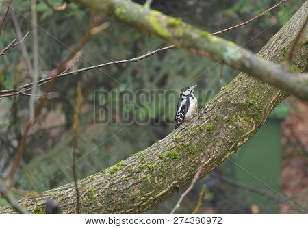 Great Spotted Woodpecker (dendrocopos Major) Somewhere In Poland.