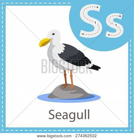 Illustrator Of Seagull Bird For Kid And Education