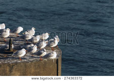 View Of A Group Of Peaceful Seagulls (laridae) Sitting In The Water A Of A Big Buoy.