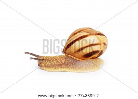 Garden Snail Isolated On White. Length, Themes, No, People, Wild, Slow, Moving, Square