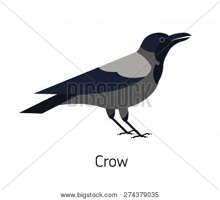 Hooded Crow Isolated On White Background. Smart Synanthrope Bird With Grey Plumage. Funny Wild Avian