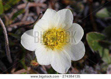 Close-up Of A Mountain Aven, Dryas Octopetala, An Arctic-alpine Flowering Plant With A Mosquito On O