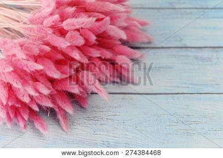 bunny(rabbit) tail grass, lagurus dry flower bouquet on wooden background