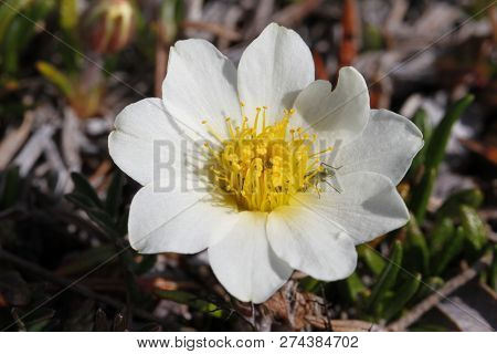 Close-up Of A Mountain Aven, Dryas Octopetala, An Arctic-alpine Flowering Plant With A Mosquito On O