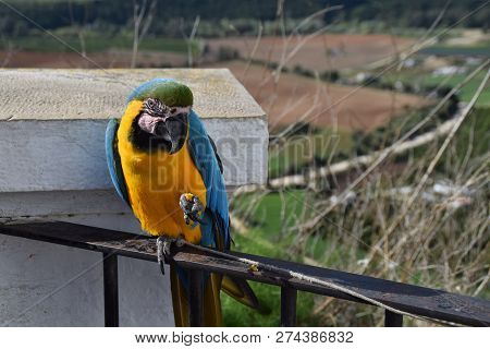 Beautiful Yellow And Blue Parrot Stanking On A A Fence