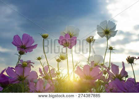 Summer Time Natural Background With Various Cosmos Flower With Beautul Sky Sunset