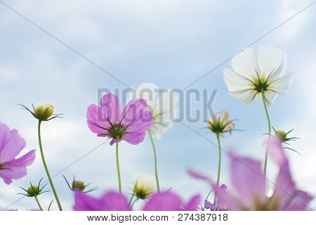 Summer Time Natural Background With Various Cosmos Flower With Beautul Sky Sunset