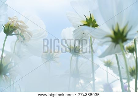 Summer Time Natural Background With Various Cosmos Flower With Beautul Sky Sunset