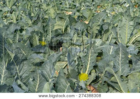 Landscape With Field  Full Of Ripe Green Romanesco Broccoli Or Roman Cauliflower, Broccolo Romanesco