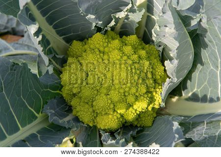 Organic Ripe Green Romanesco Broccoli Or Roman Cauliflower, Broccolo Romanesco, Romanesque Cauliflow
