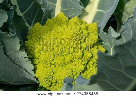 Organic Ripe Green Romanesco Broccoli Or Roman Cauliflower, Broccolo Romanesco, Romanesque Cauliflow