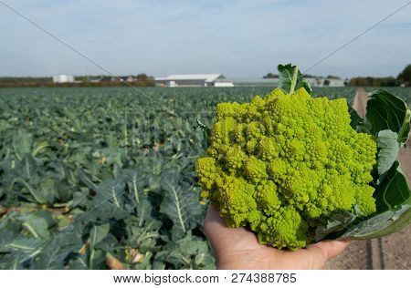 Worker Holding In Hand Ripe Green Romanesco Broccoli Or Roman Cauliflower, Broccolo Romanesco, Roman