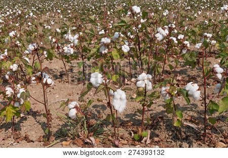 Field Of Cotton Plants Showing The White Balls Of Cotton