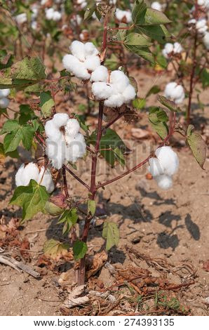 Field Of Cotton Plants Showing The White Balls Of Cotton