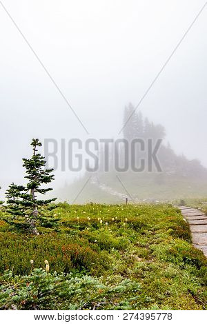 Sub-alpine Meadow Path Leading To Deep Fog Covered Trees