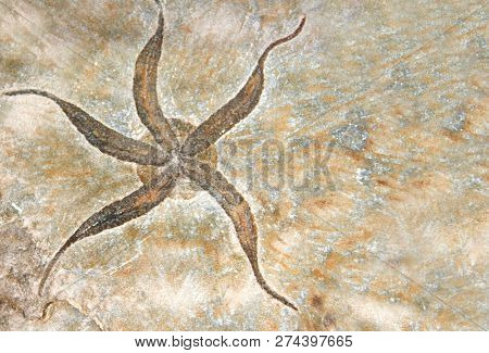 Petrified fossil starfish in stone on brown color