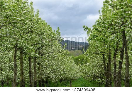 Apple Trees With New Lime Green Leaves And White Blosom In Rows In Orchard