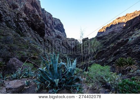 Maska Ravine, Cliffs, Tenerife. Trail In The Gorge Maska
