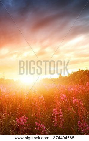 Pink Ivan-tea Or Epilobium Herbal Tea On Sunset Field, Close-up. Flowers Of Rosebay Willowherb In Th