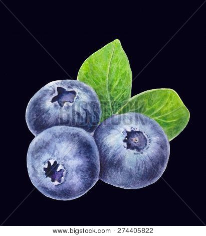 Blueberries With Leaves Isolated On Black Background. Hand Drawn Blueberry. Watercolor Painting Of B
