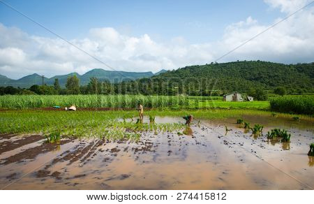 Panoramic view of a rice paddy or field from an Indian village. A farming job at a countryside in India.